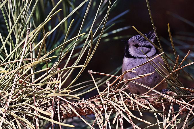 czubatka  - Krzysztof Czajowski