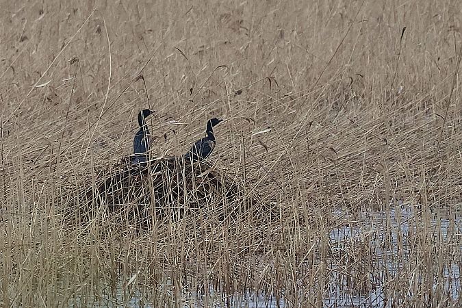 kormoran mały  - Krzysztof Czajowski