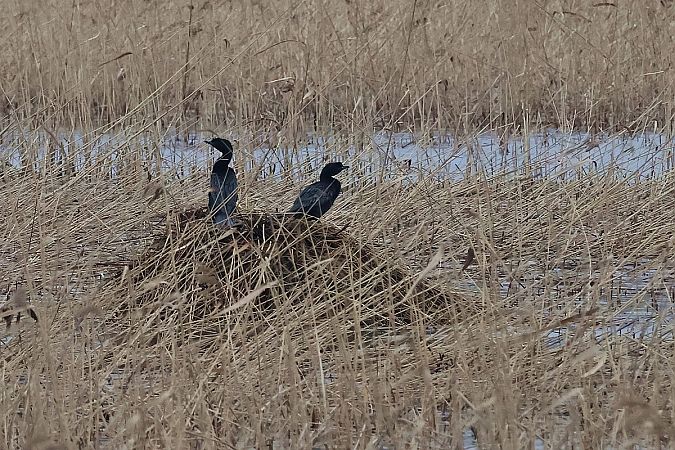 kormoran mały  - Krzysztof Czajowski