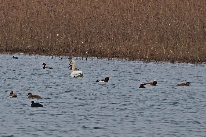 hełmiatka  - Krzysztof Czajowski