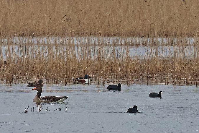 płaskonos  - Krzysztof Czajowski