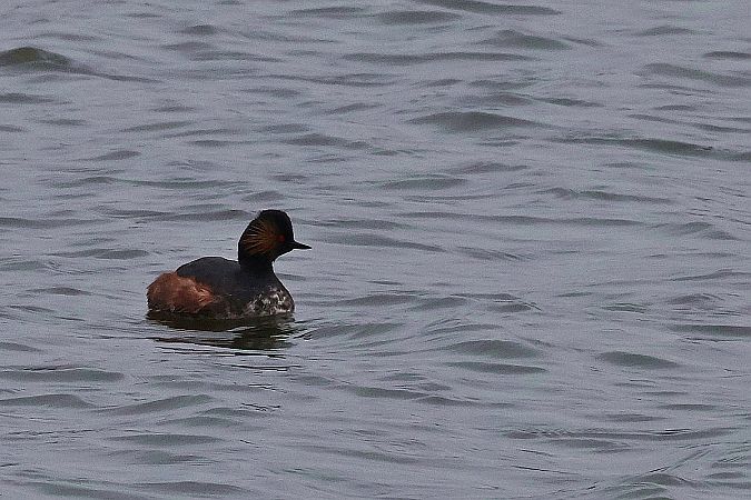 zausznik  - Krzysztof Czajowski