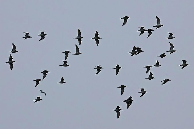 batalion  - Krzysztof Czajowski