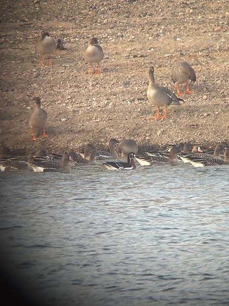 Rothalsgans  - Marcin Kasiński