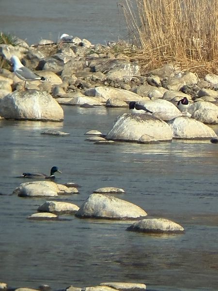 ostrygojad  - Marcin Kasiński