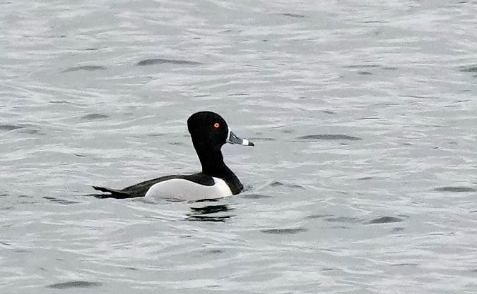 czerniczka  - Jakub Bednarek