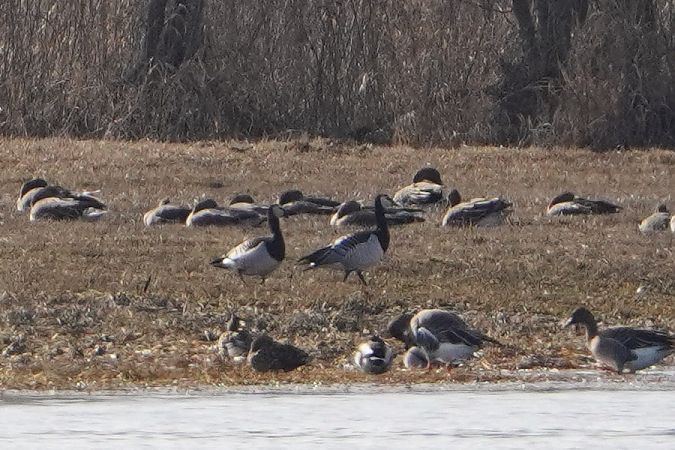 Bernache nonnette  - Artur Roguszka