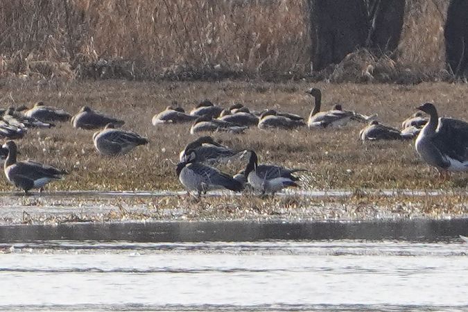 Weisswangengans  - Artur Roguszka