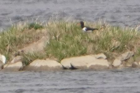 ostrygojad  - Artur Roguszka