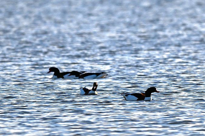 Brandgans  - Tomasz Wojciechowski