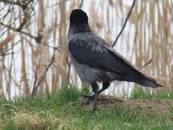 wrona (hybryd siwa x czarnowron)  - Maja Witoszyńska