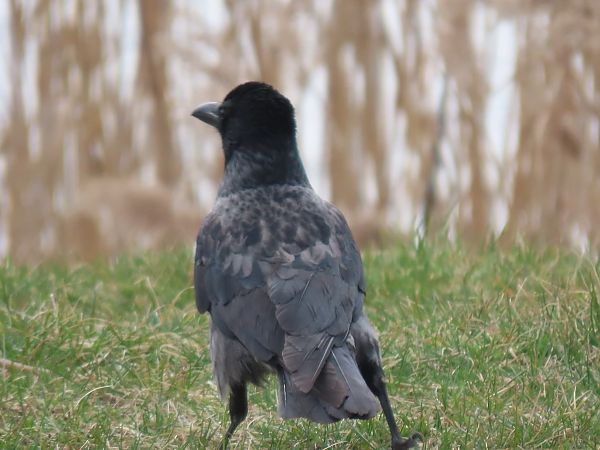 wrona (hybryd siwa x czarnowron)  - Maja Witoszyńska