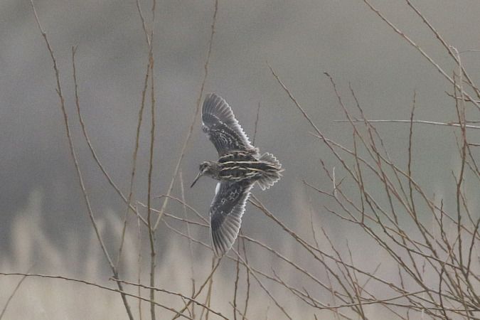 Zwergschnepfe  - Szymon Kulesza