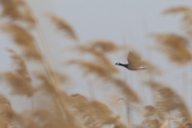 bernikla białolica  - Szymon Kulesza