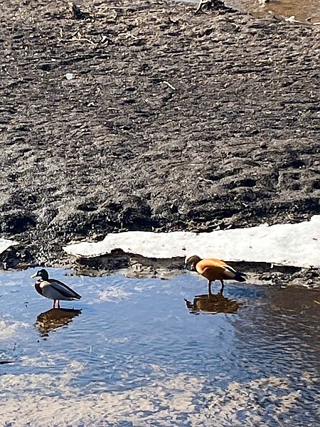 Rostgans  - Tadeusz Kozłowski