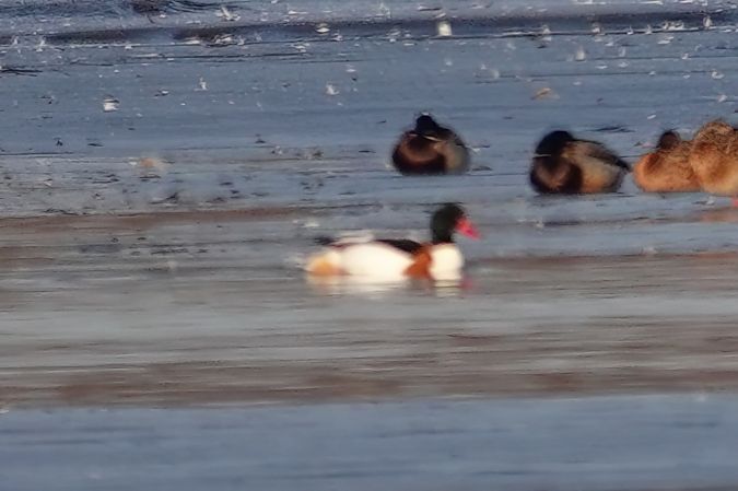 ohar  - Grażyna Gołuchowska