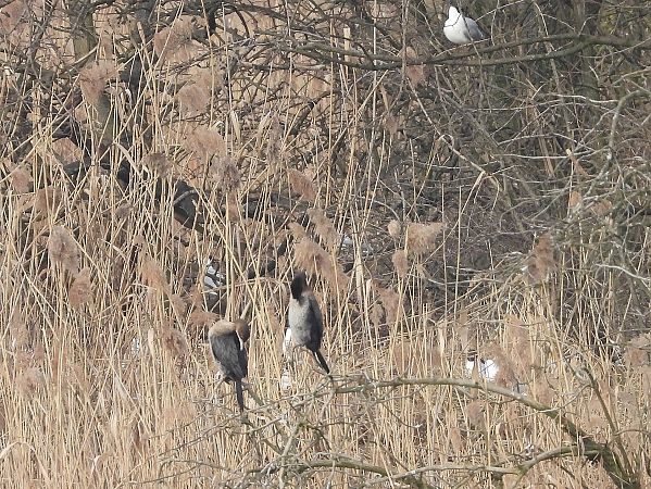 kormoran mały  - Mirosław Nowicki