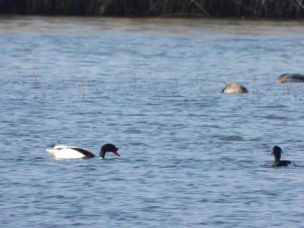 Tadorne de Belon  - Mirosław Nowicki