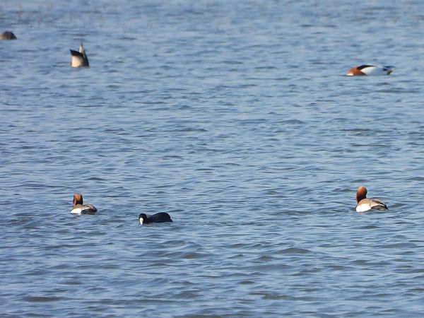 hełmiatka  - Mirosław Nowicki