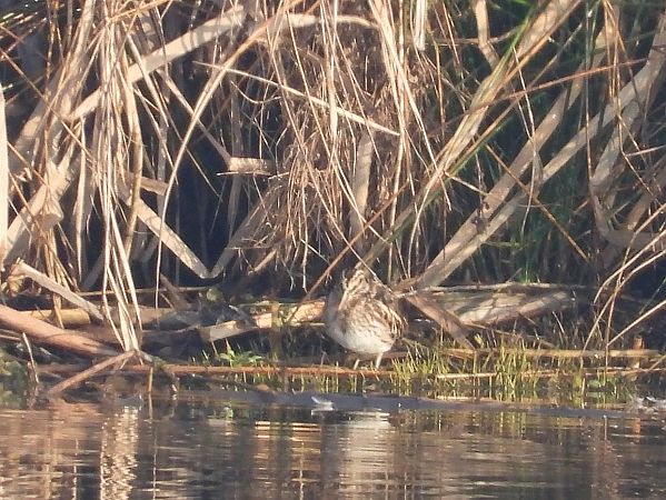 bekasik  - Mirosław Nowicki