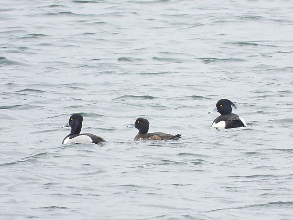 czerniczka  - Mirosław Nowicki