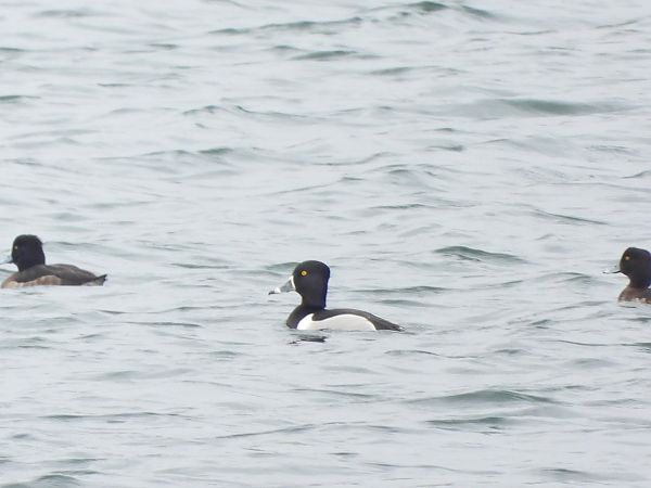 Ringschnabelente  - Mirosław Nowicki