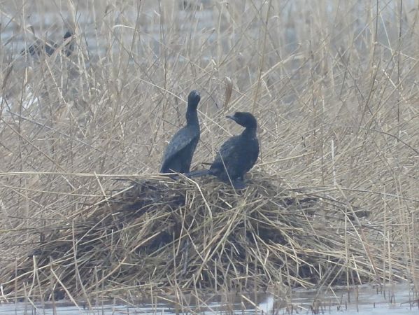 kormoran mały  - Mirosław Nowicki