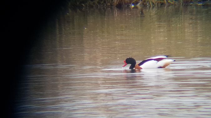 ohar  - Arek Urbaniec