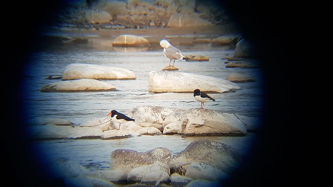 ostrygojad  - Arek Urbaniec