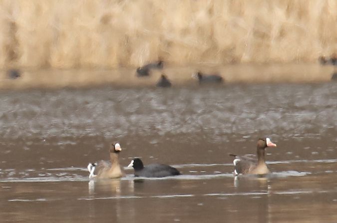 gęś białoczelna  - Henryk Piernikarczyk