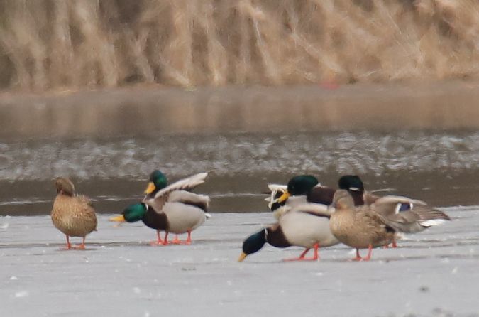 krzyżówka  - Henryk Piernikarczyk