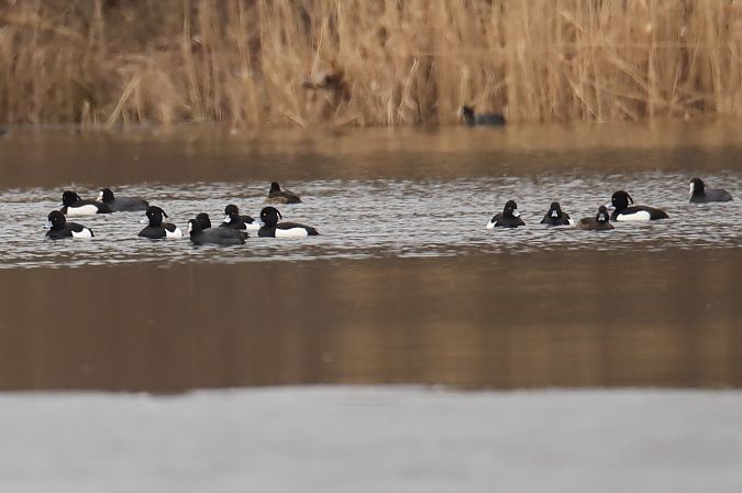 Reiherente  - Henryk Piernikarczyk
