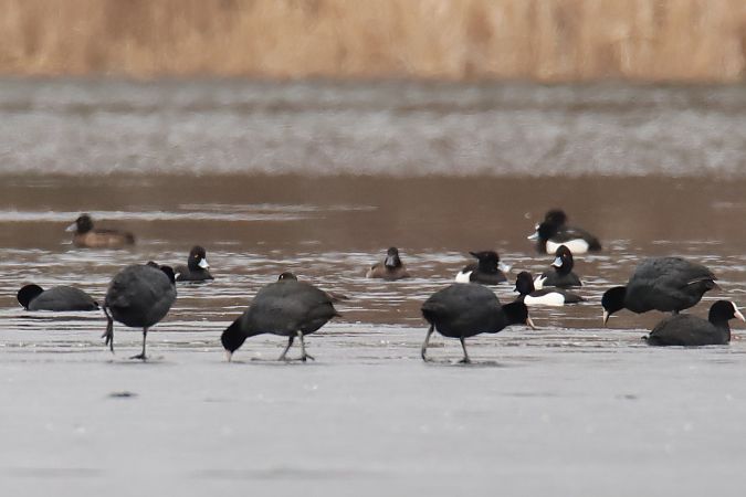 łyska  - Henryk Piernikarczyk