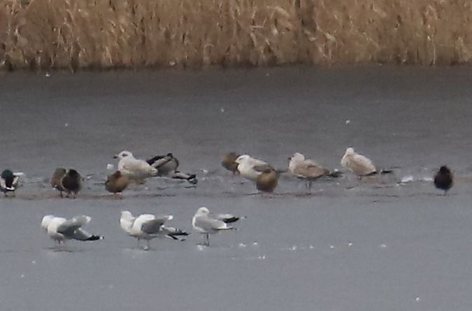 mewa białogłowa  - Henryk Piernikarczyk