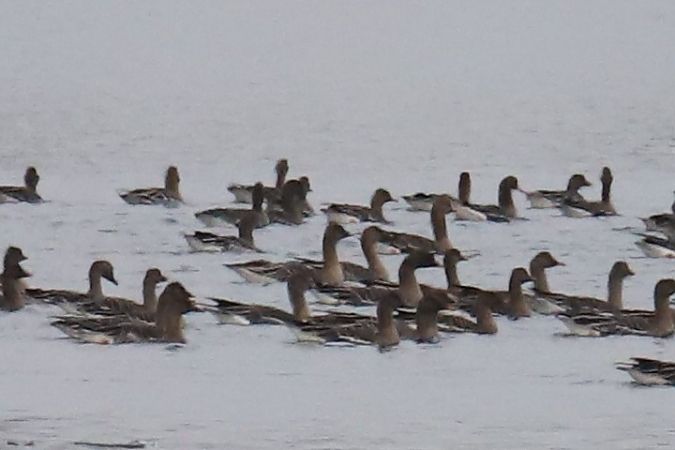gęś tundrowa  - Henryk Piernikarczyk
