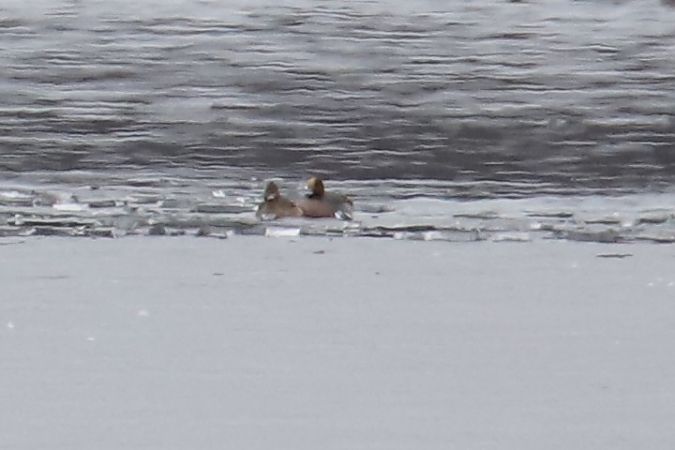 świstun  - Henryk Piernikarczyk