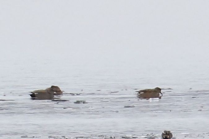 Schnatterente  - Henryk Piernikarczyk