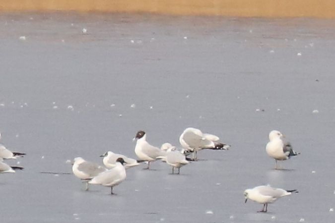 śmieszka  - Henryk Piernikarczyk