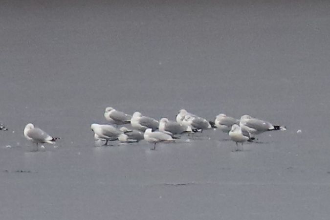 mewa siwa  - Henryk Piernikarczyk