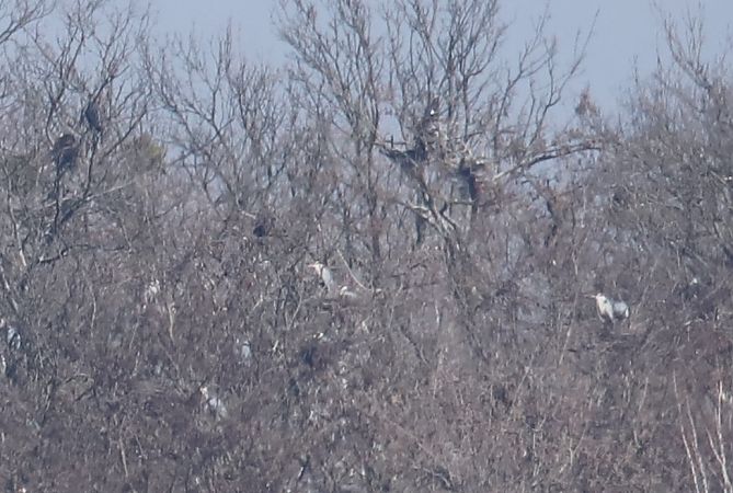 czapla siwa  - Henryk Piernikarczyk