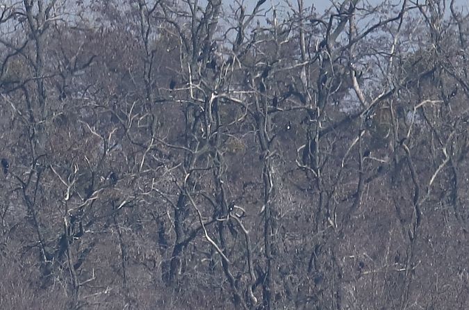 kormoran  - Henryk Piernikarczyk