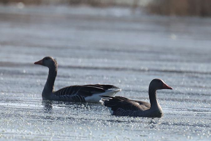 gęgawa  - Henryk Piernikarczyk