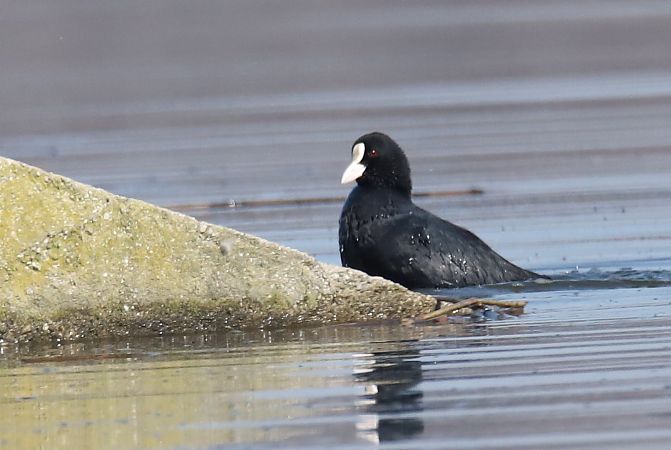 łyska  - Henryk Piernikarczyk