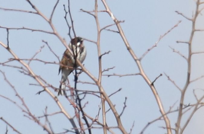 potrzos  - Henryk Piernikarczyk