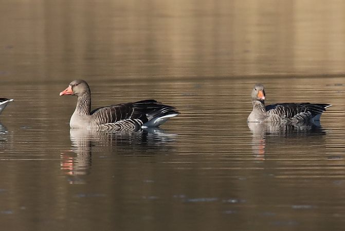 gęgawa  - Henryk Piernikarczyk