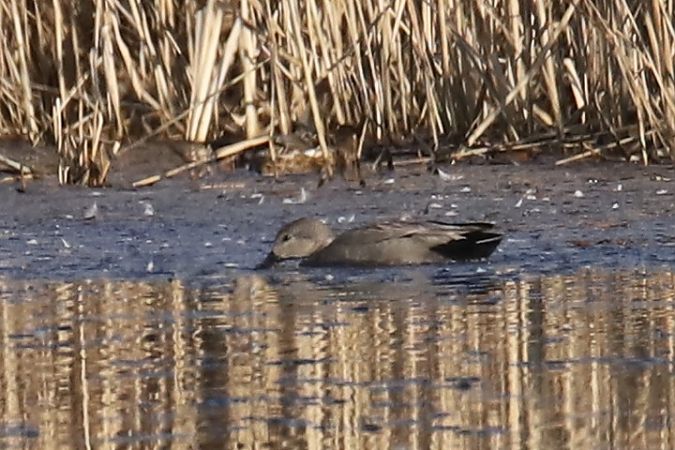 krakwa  - Henryk Piernikarczyk