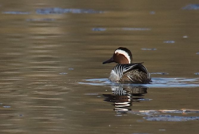 cyranka  - Henryk Piernikarczyk