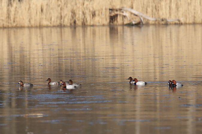 głowienka  - Henryk Piernikarczyk