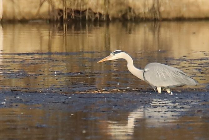 Graureiher  - Henryk Piernikarczyk