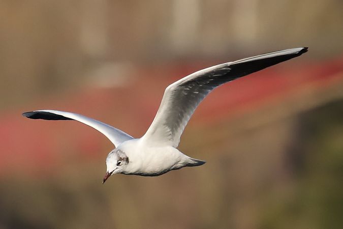 śmieszka  - Henryk Piernikarczyk